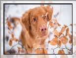 Liście, Retriever z Nowej Szkocji, Pies, Mordka, Śnieg